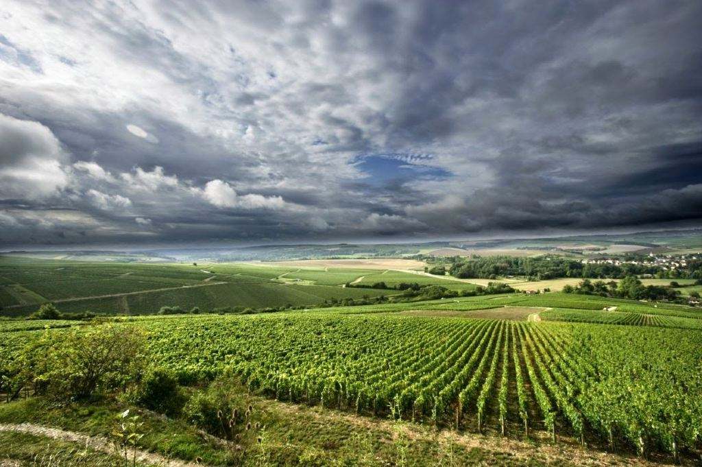 勃艮第|世界上最好的白葡萄酒产区沙布利(CHABLIS)，勃艮第沙布利葡萄酒