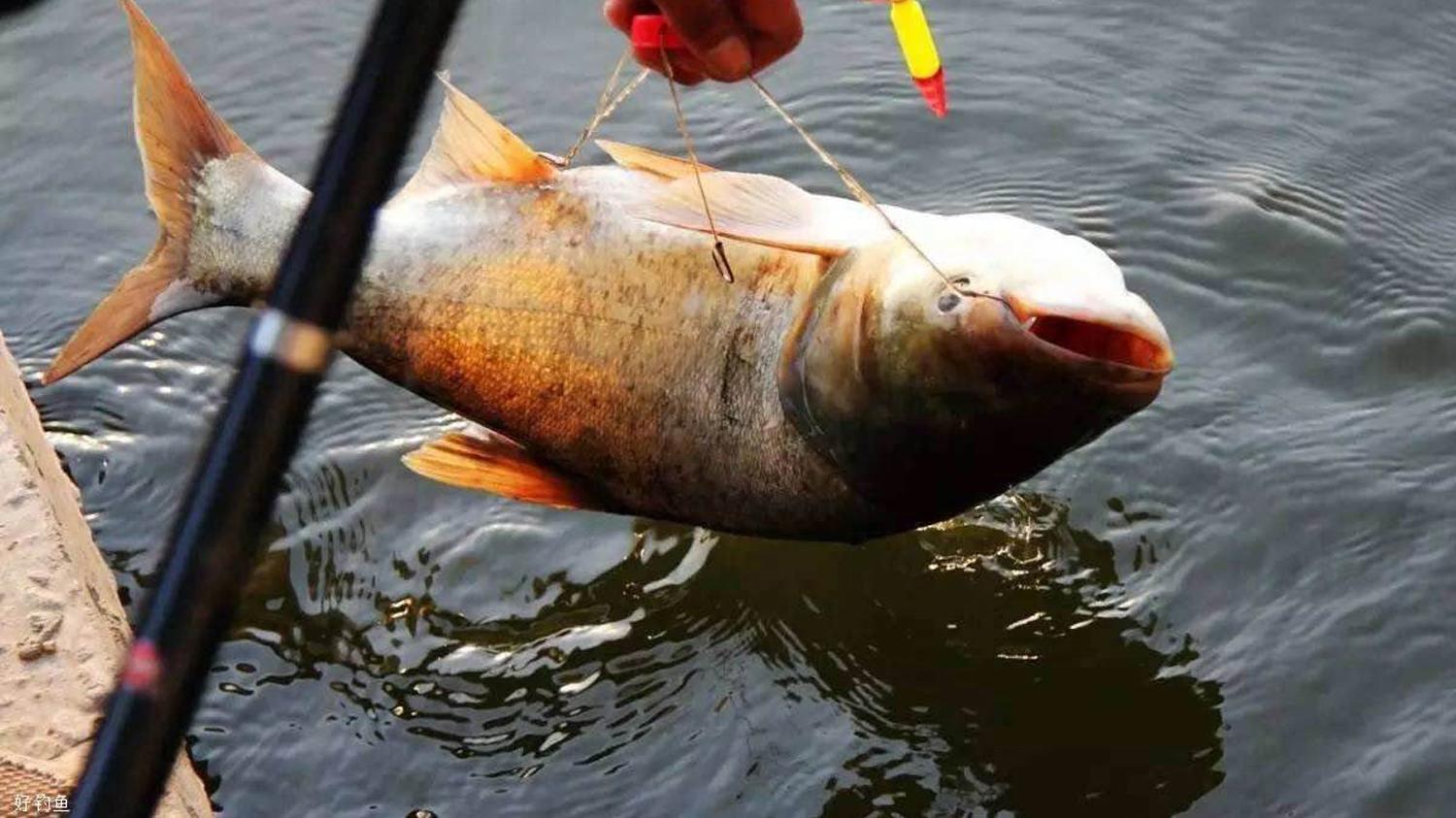 蜂蜜|用方块饵野钓鲢鳙，如何添加钓鱼小药？用方块饵钓鲢鳙的4个技巧