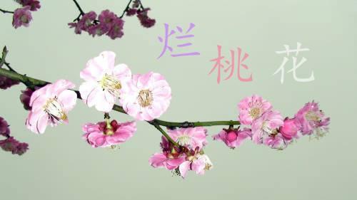龙吟师傅从风水来帮助你，让你远离烂桃花