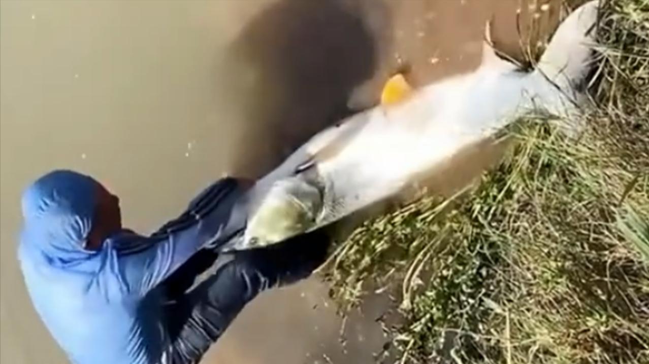 株洲|湖南一河道“巨物”频出，多位钓友晒出“战果”，场面非常壮观