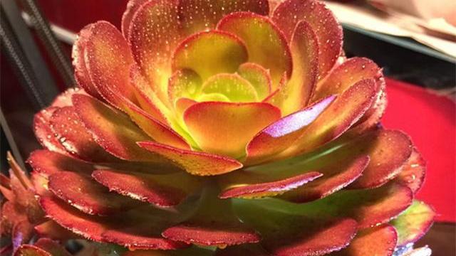 新春到了，要想多肉法师更美，快来试试几个妙招吧