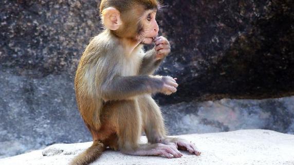 运势|运势节节高升，事业发展开始回春，属猴人职场迎来好日子