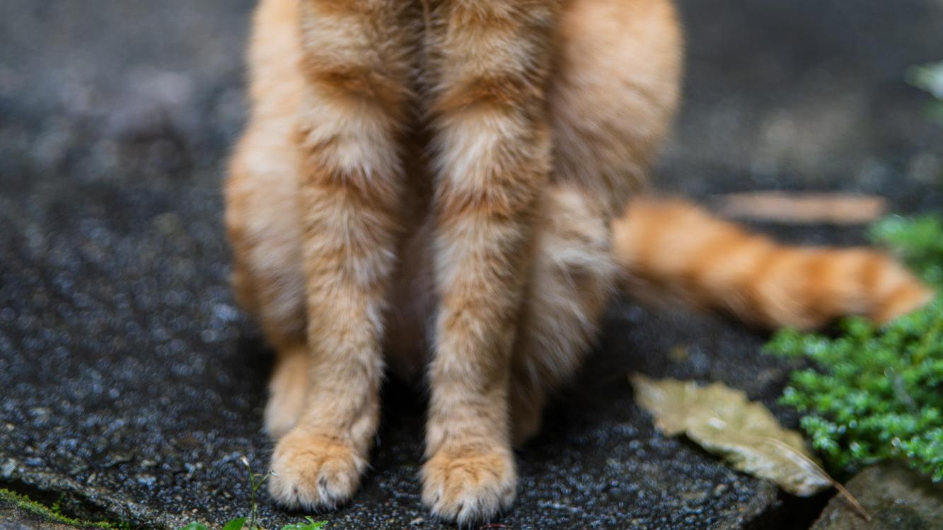 GPU|森养 75mm F1.8 镜头评测，轻巧且带有「复古」之味