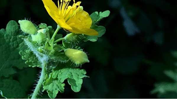 胃病|得了胃病，坚持吃此菜，或能远离胃病，还能缓解肺虚