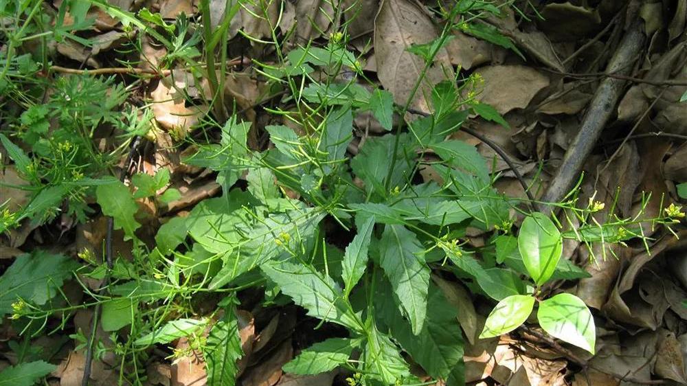 野菜|饥荒年的救命菜，如今认识的人不多，但包饺子是一绝，不妨了解下