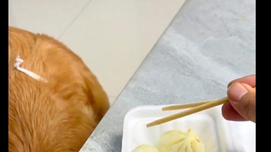 主人吃包子掉了一个，金毛立马去捡又放回盒子里，太有心机了吧！