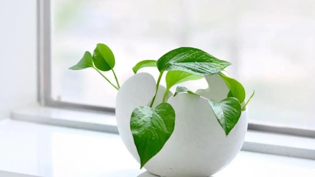 近视|看绿色能保护视力，真的有用吗？