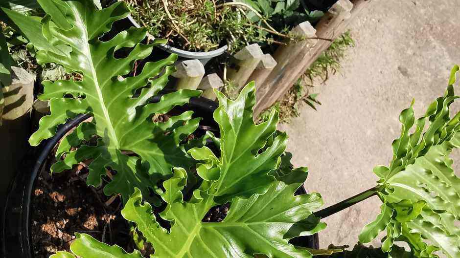 6种“健康花”，摆在客厅吸废气，有利健康，养人旺家