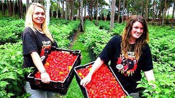 蘑菇|世界上最辣的十大辣椒，印度魔鬼椒被秒成渣，你敢不敢尝一尝？