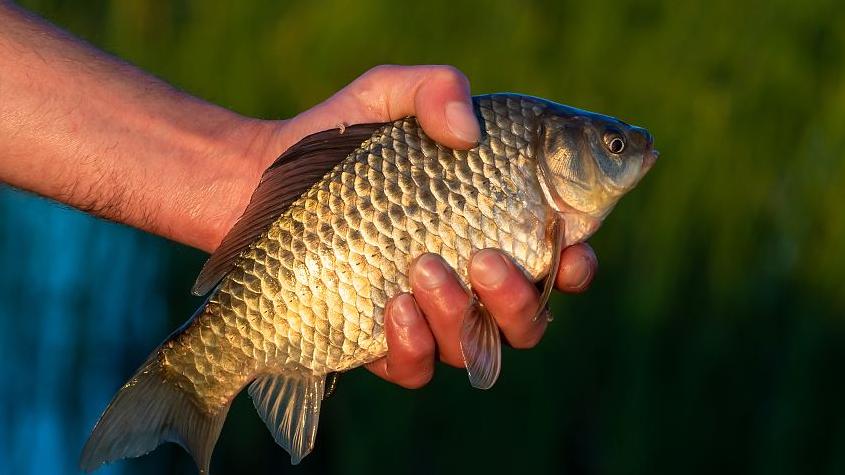 水库|偷钓水库被管理方砍伤, 竟自行去医院缝针, 钓友无奈几十万收入飞了