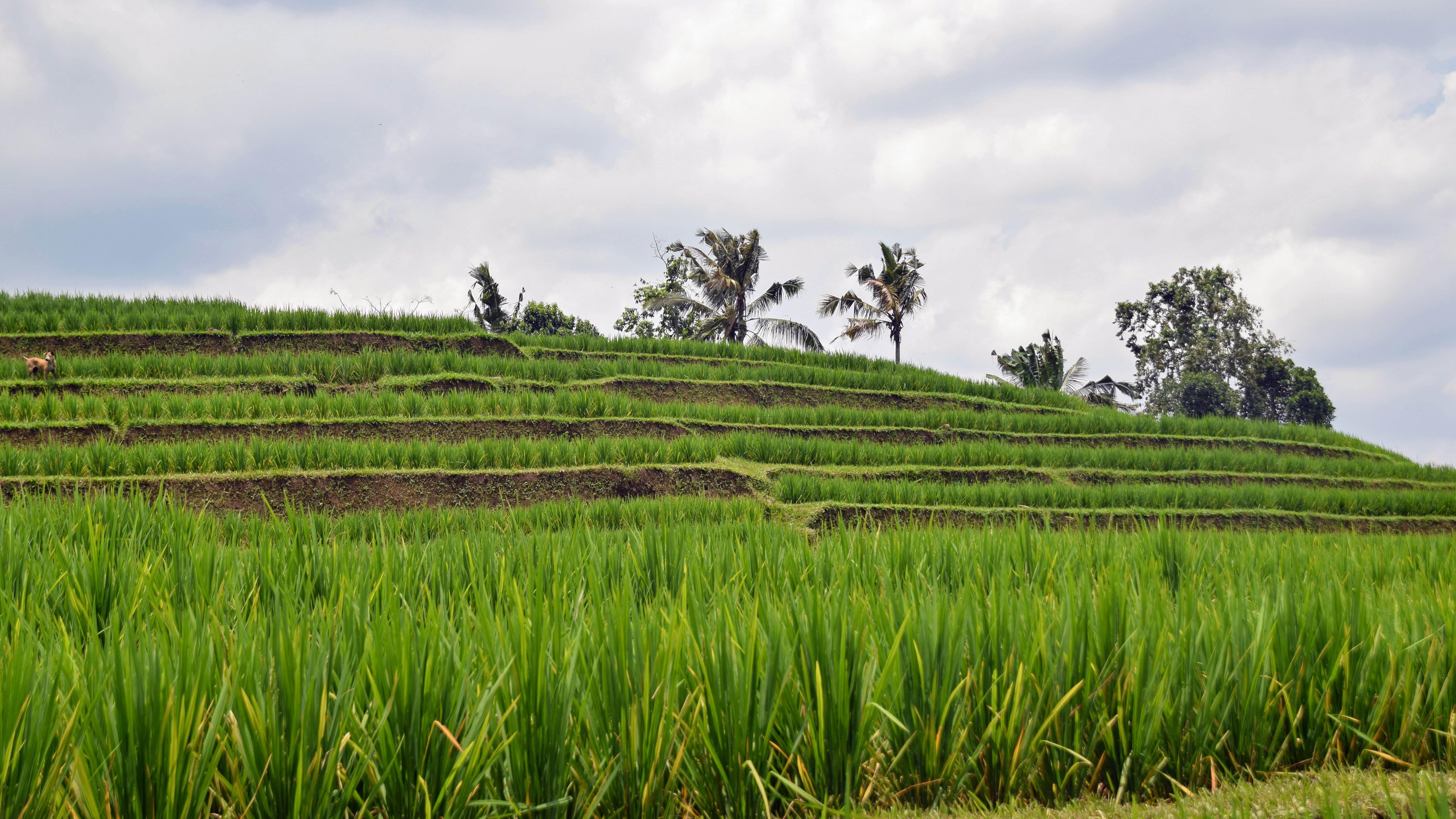 摩羯座|摩羯座 2022年 职场运势分析
