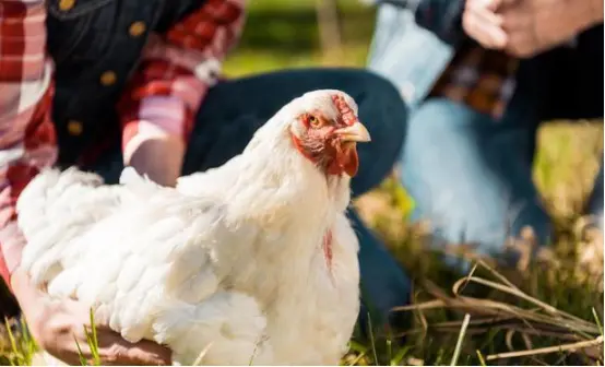 家禽|鸡连石头和沙子都吃，不吃黄豆是为什么呢？原因没有想象的那样简单