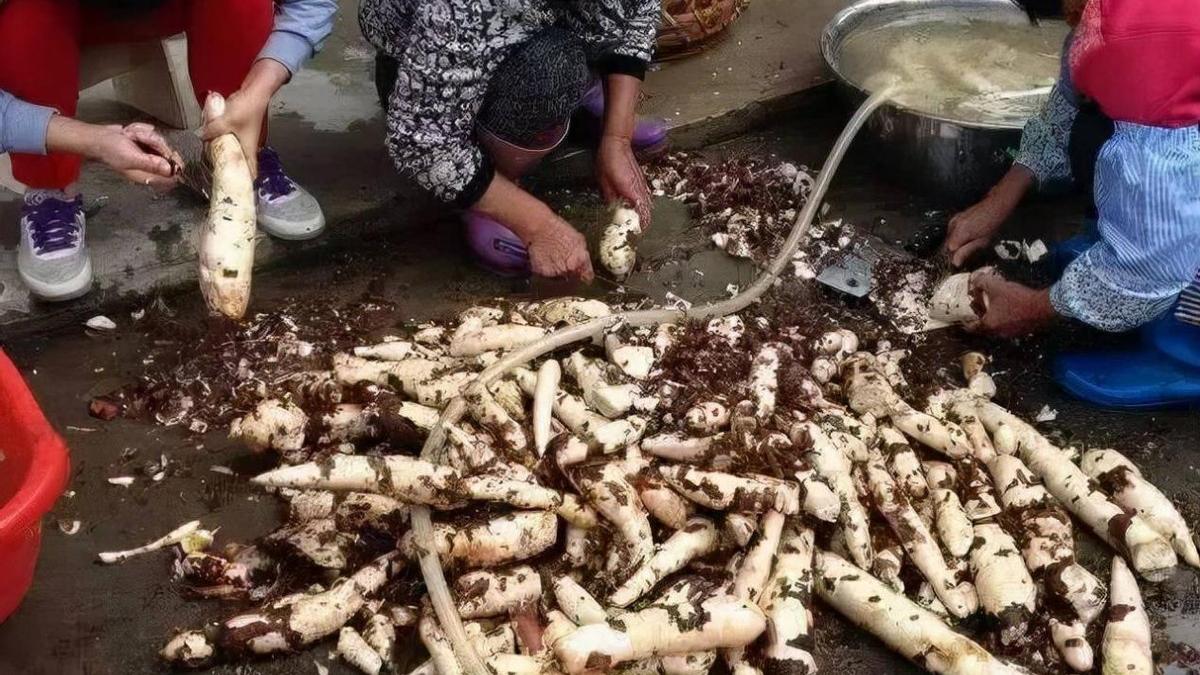 蒸菜|会毒死人的木薯，为何10亿人拿它当主食？摇身一变成为富人美食
