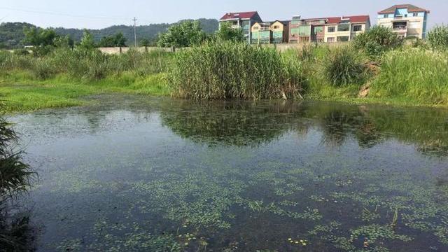 饵料|夏天鲫鱼都跑哪去了？早晚出钓才能偶遇，白天苦守只能晒黑