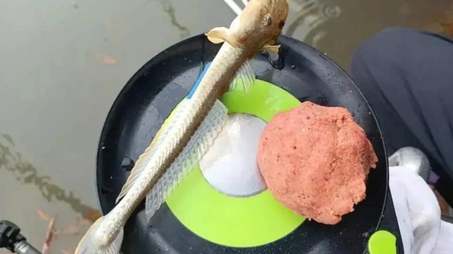 |钓友去鱼塘钓了两条鱼, 发现鱼瘦的, 猫看见都哭, 要不要继续钓下去