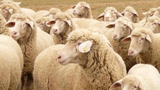 |喜从天降好运登门，属羊人得机会照拂，在职场鱼跃龙门逆袭成功