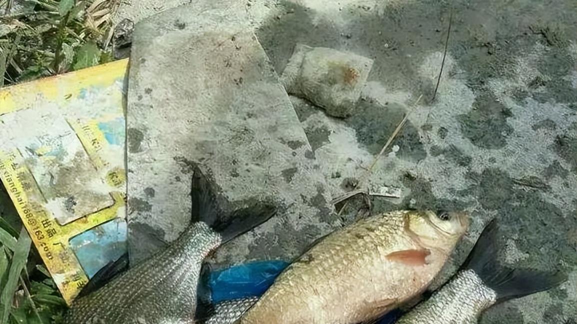 饵料|窝里有鱼却不吃饵？只因这“3个问题”，晚春野钓一定要重视