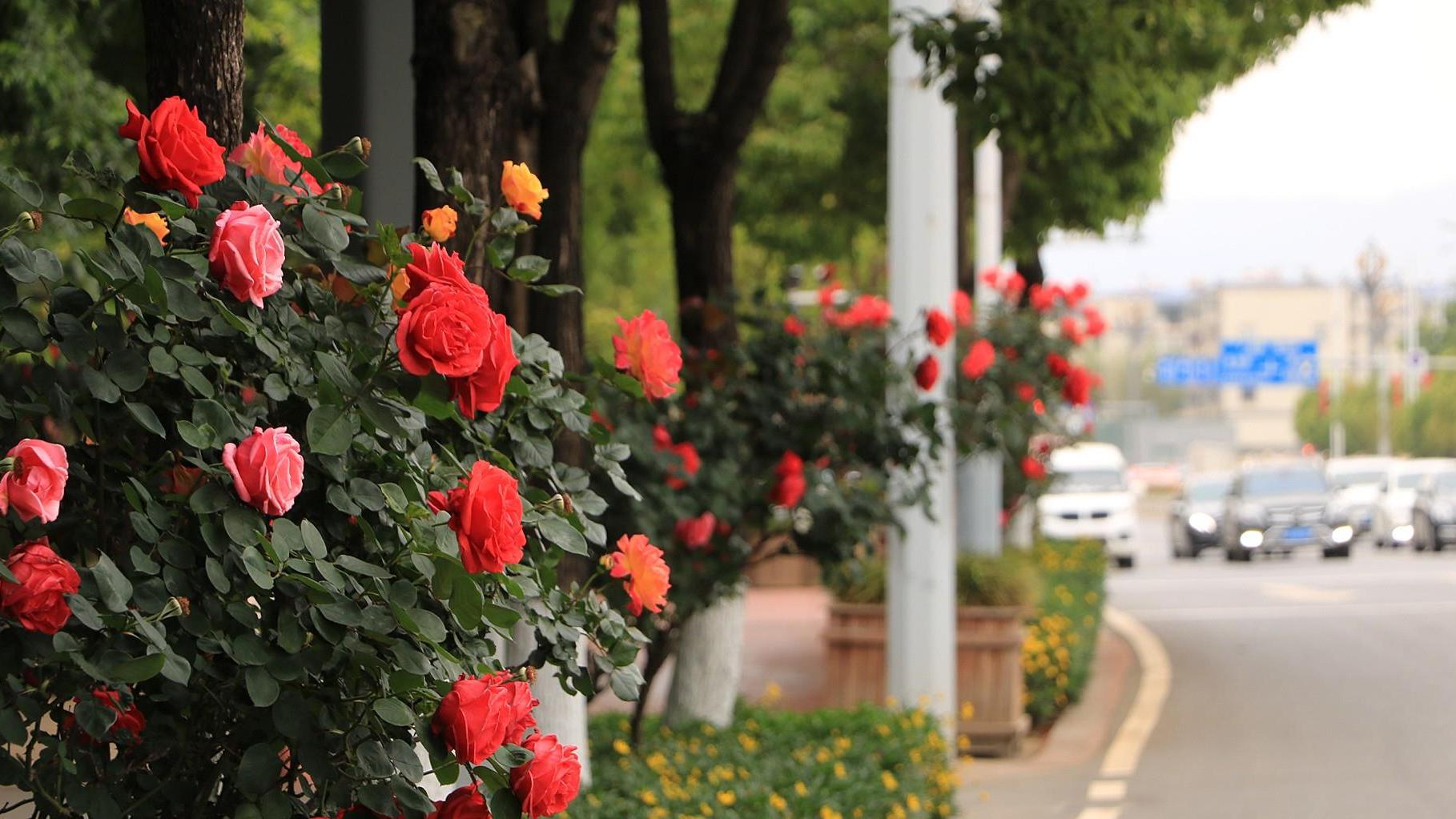 徒步|昆明街头月季花盛开，娇艳的花朵点缀出亮丽风景