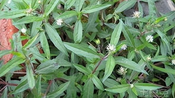 高血脂|年纪不大，白发、脱发！送你两味中成药，补肾乌发，养血生发