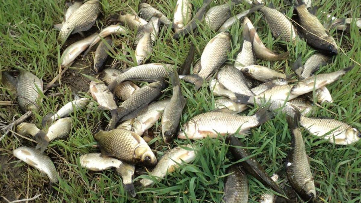 |想在晚春多钓鲫鱼，垂钓思路的5个转变，是钓鲫鱼连竿的关键