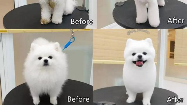 宠物美容 花5000元的“狗德培训班”，能让狗子不拆家、不乱叫吗？