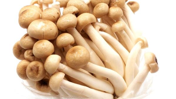 黄花鱼 减肥为什么不能吃菌类