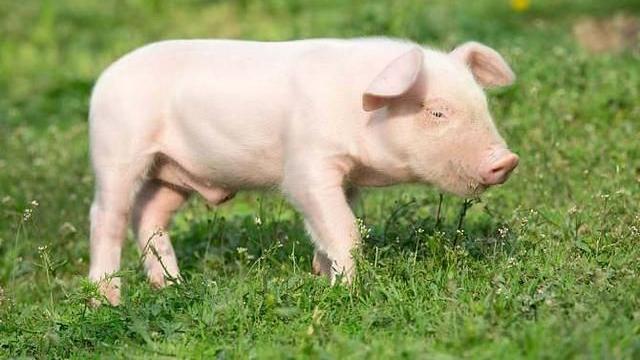 猪肚|猪身上有个宝贝，有助于降低血压、血脂、血糖，是什么你知道吗？