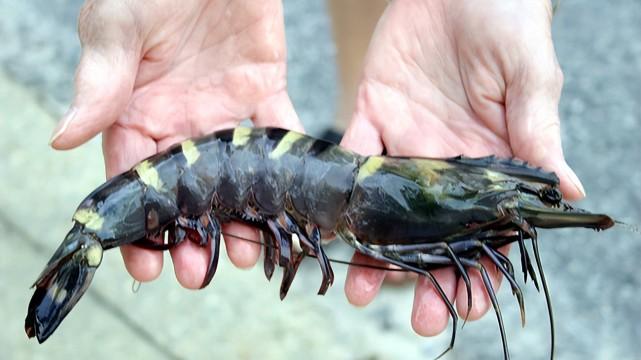 豆芽|一条管饱的巨型对虾！中国本土就有，为什么买到的却都是进口的？