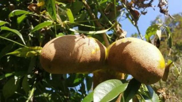 疾病|女人不想子宫“老的快”，多吃一物，助你远离妇科病，子宫变更好