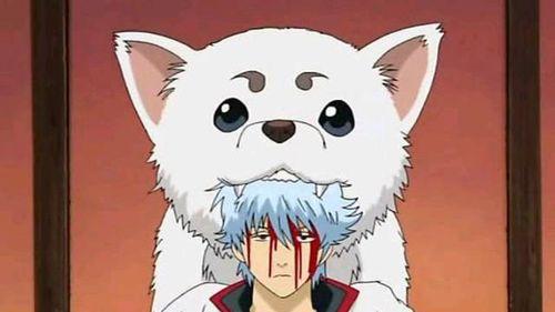 银魂|《银魂》中的定春，万事屋中的唯一团宠