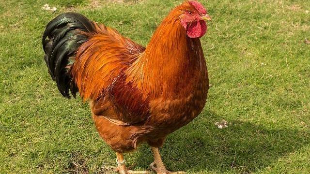 茯苓|鸡身上的这3个器官，免费给也别要，可很多人还喜欢吃！