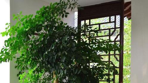 6种大型花，霸气有格调，客厅一放，堪比净化器，实用又大气