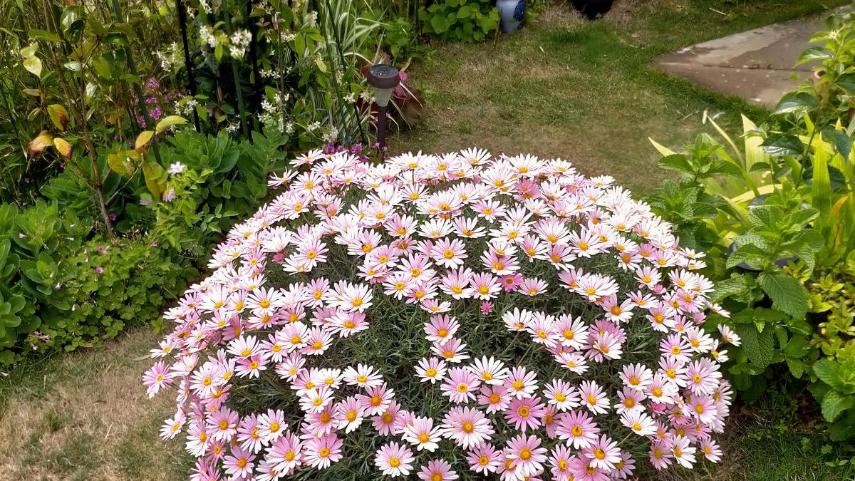 15种养人植物，养在家里身心舒畅，你养过几种