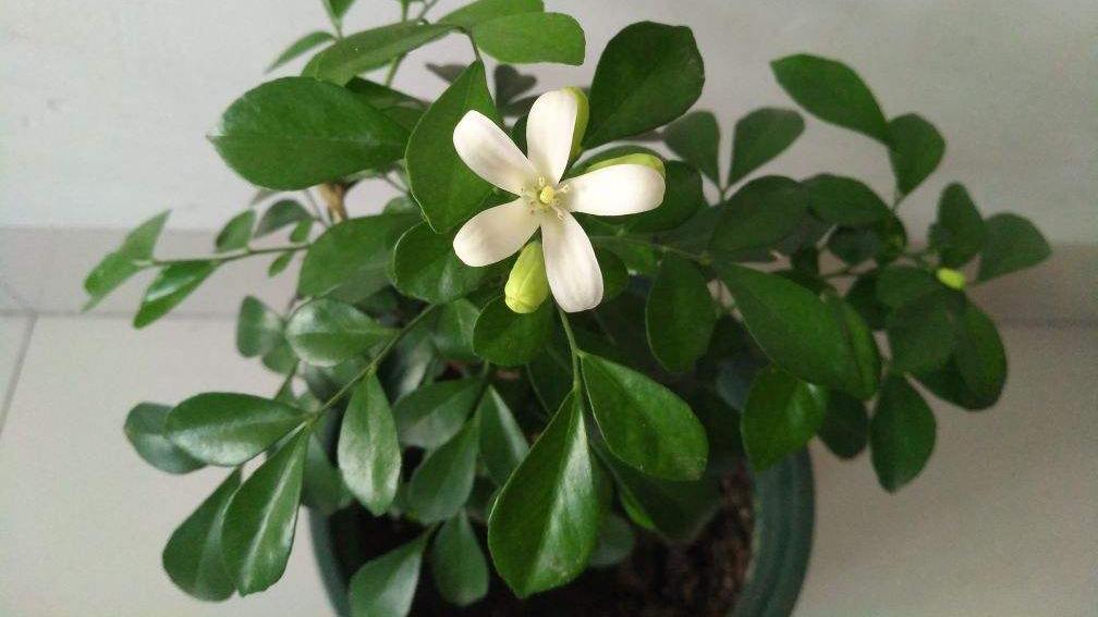 重视健康的人，封闭式阳台不养“浓香花”，害处不小