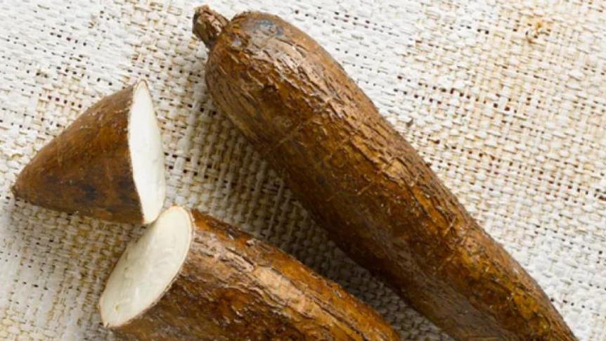 木薯有毒性, 为何全球10亿人口还拿它当主食? 高产是一个主要原因