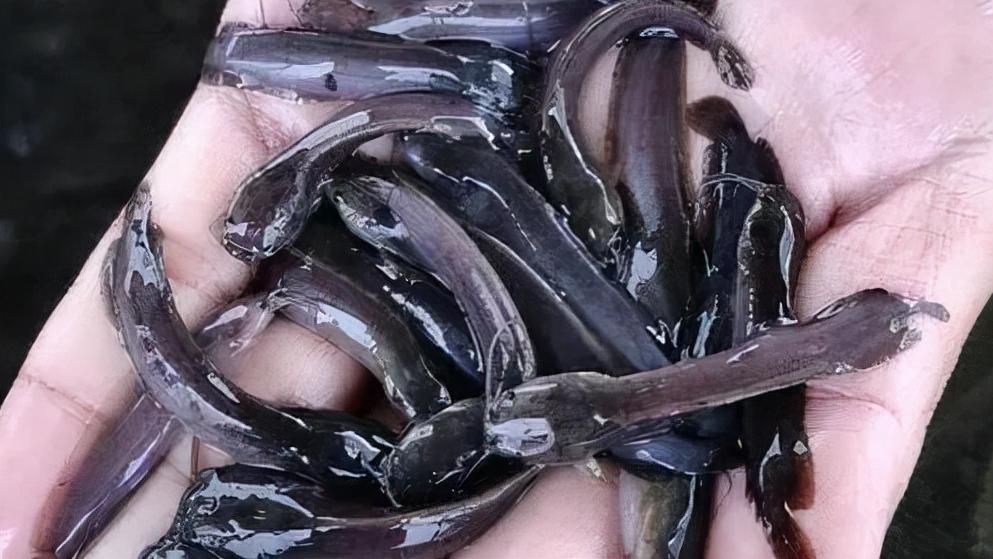 福寿螺|曾被当美食引进，如今南方泛滥成灾，抓到就拍死，1元一只没人要