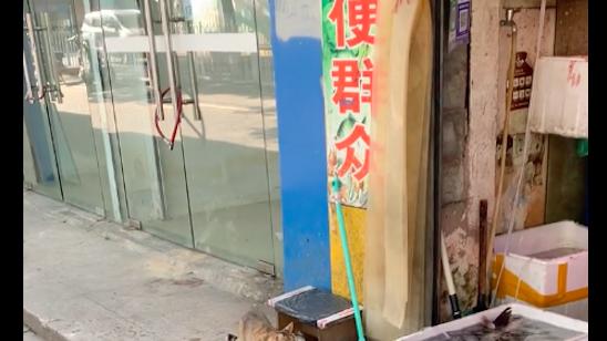 猫咪跑到水产店去偷吃虾，轻车熟路的模样，一看就是惯犯呀！