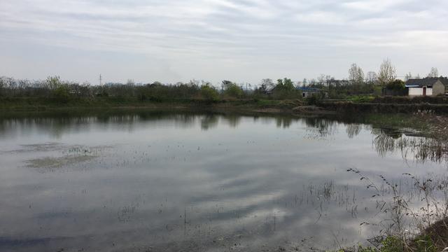 |春钓浅滩有讲究？忽略了这5个细节因素，难怪钓不到大板鲫