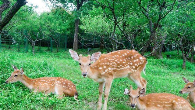 南京|不用去日本奈良，南京长生鹿苑也可以看小鹿