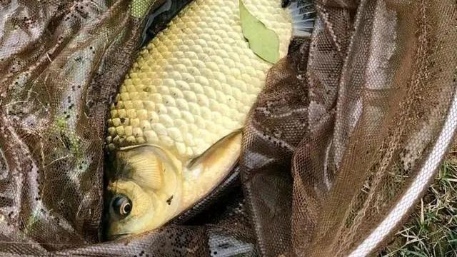 |2个主要原因左右你的鱼获，而你却又抗拒不了，不甘心也得认命