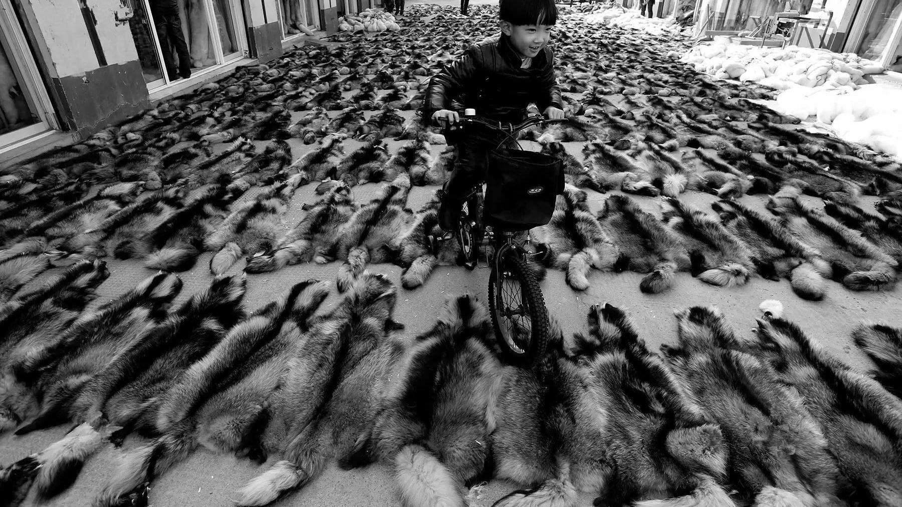 |镜头下：中国最大的皮草小镇，拥有各类毛皮两千六百万张