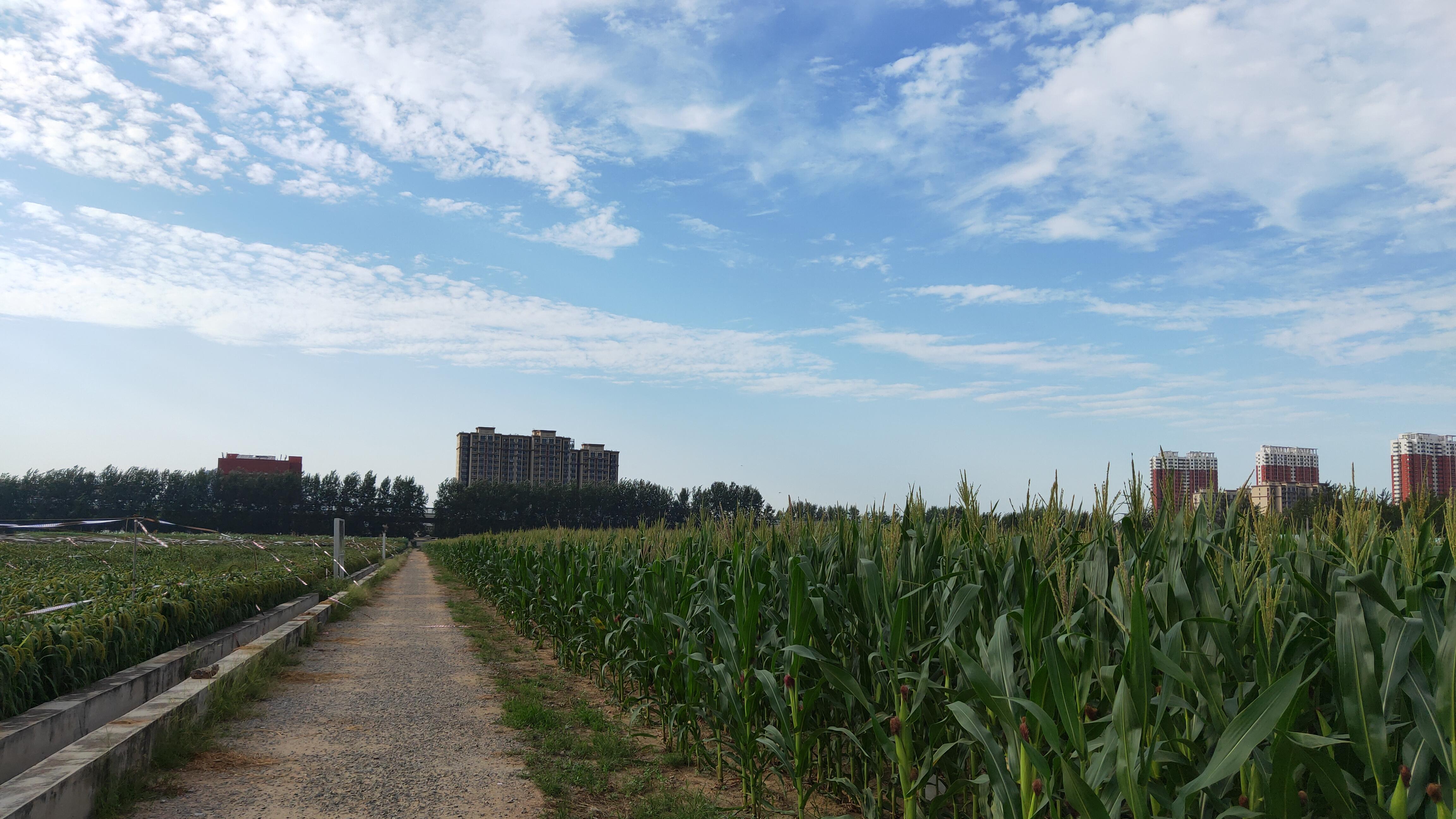 农药混用原则及注意事项