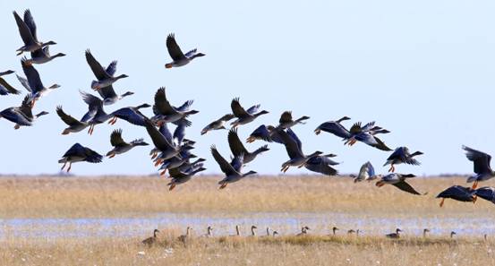 内蒙古|内蒙呼伦贝尔出现上万只大鸟，当地人感到不安，这预示着什么？
