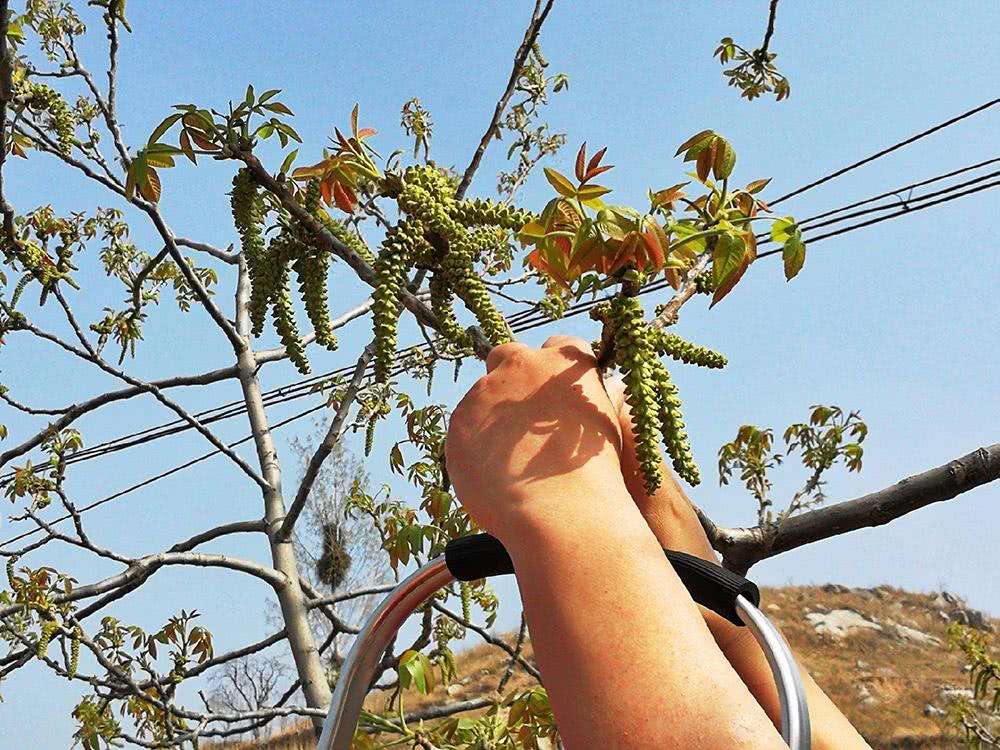 韭菜|果实特别受欢迎，殊不知花才是极品美味，却少有人知