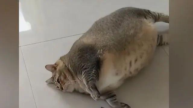 咱就是晚上少吃一顿饭不行吗？