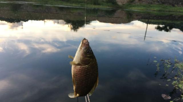 饵料|夏至来临，重窝死守已非首选，顺应节气改钓法，才能连竿大鱼