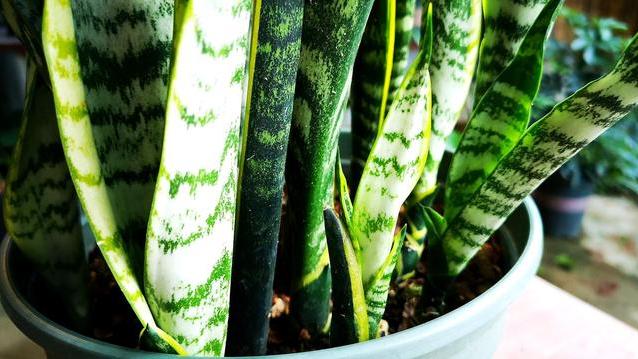 这些花很“高贵”，但很适合“懒人养”，好伺候，摆在家里上档次