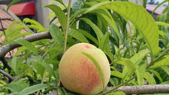 3种植物养家里，有福多、寿多、子多好兆头，从古至今都流行