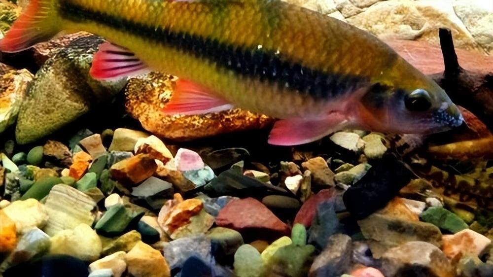 |溪石斑鱼：个头虽小，但价格很贵，如果掌握垂钓方法，能赚不少钱