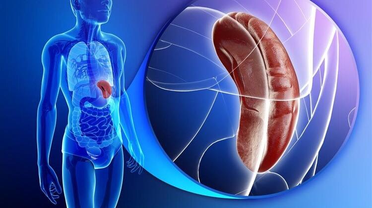 饮食|脾虚，人就等于废一半？脾虚的人，身体常有4个异常，该养脾了